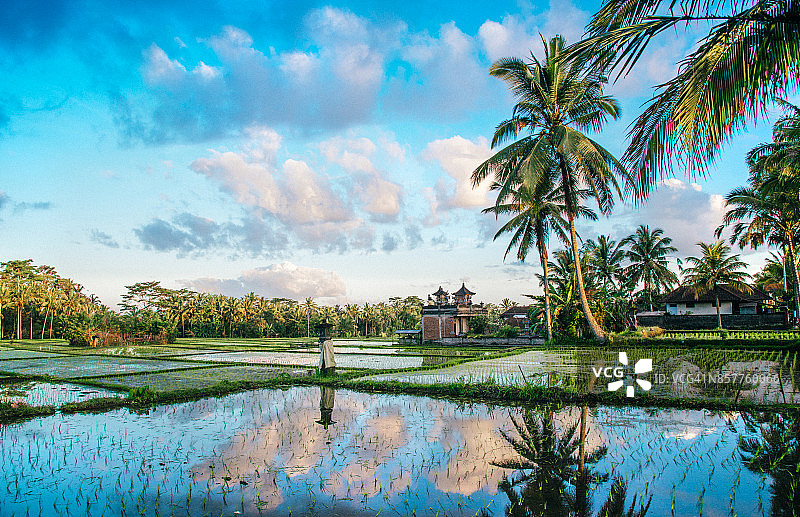 印度尼西亚巴厘岛的稻田景色图片素材