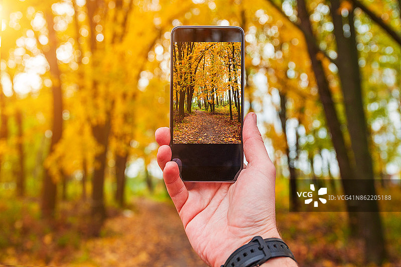 男子用手机拍摄秋天的黄杨树图片素材