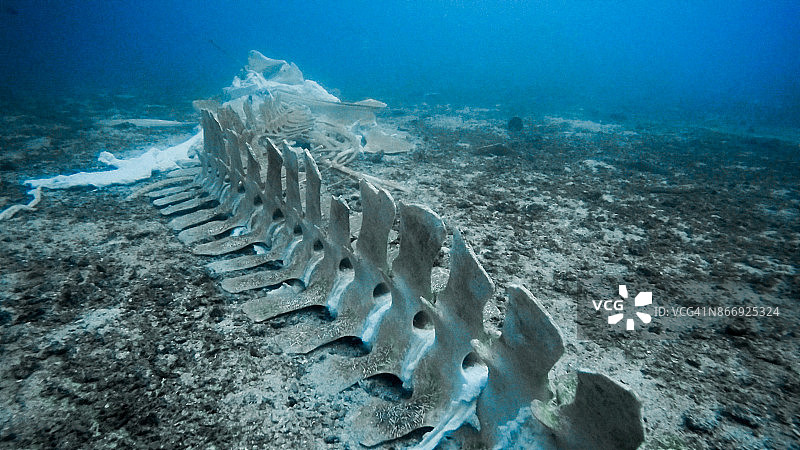 水下珍稀鲸鱼骨架图片素材