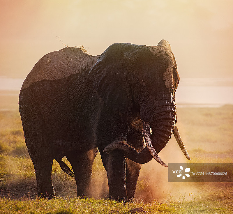 落日天空中大象的剪影图片素材