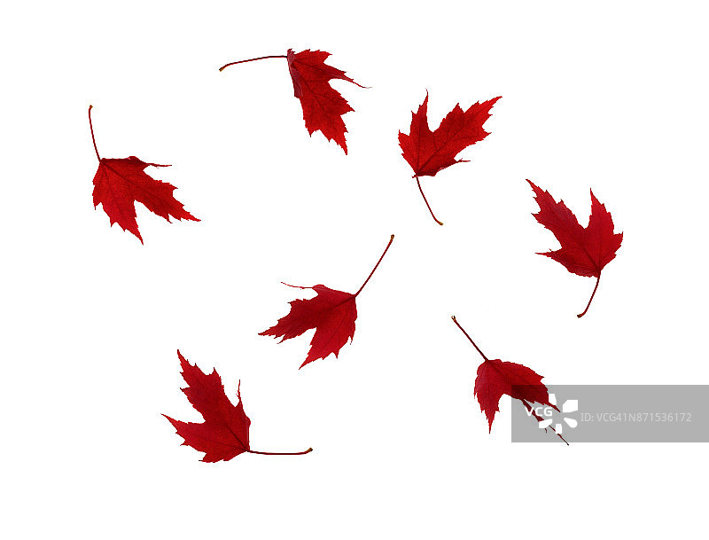 红红的枫叶在白色的叶子上旋转。图片素材
