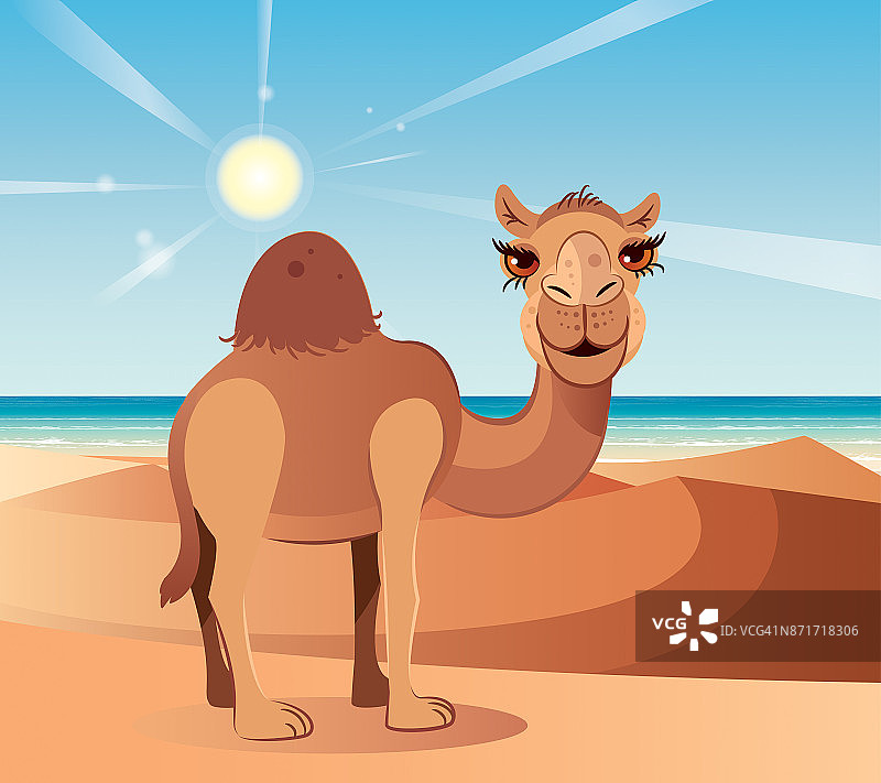 骆驼和沙漠图片素材