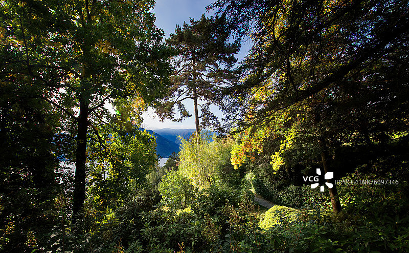 意大利科莫湖上的卡洛塔别墅的茂密树叶图片素材