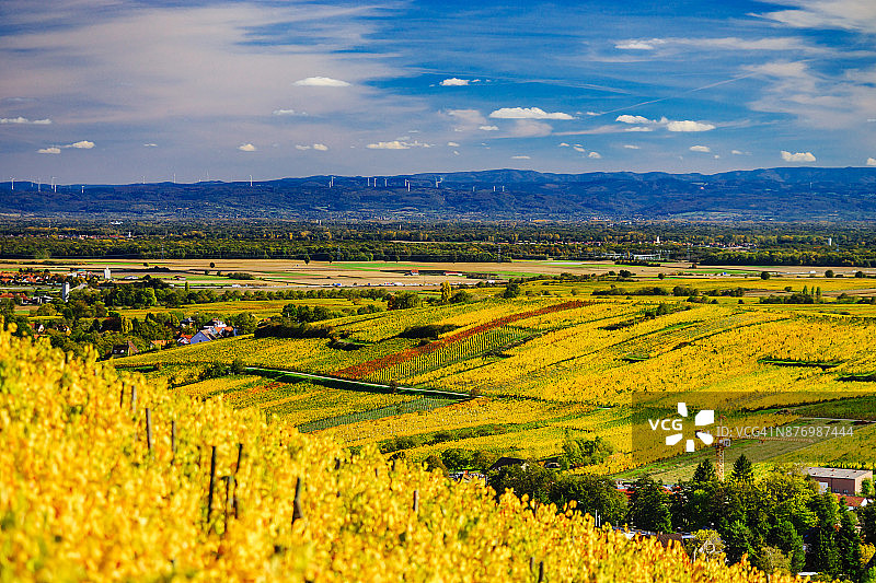 在法国阿尔萨斯的安德劳小村庄，黄色和橙色的葡萄园。丰富多彩的秋天的风景。图片素材