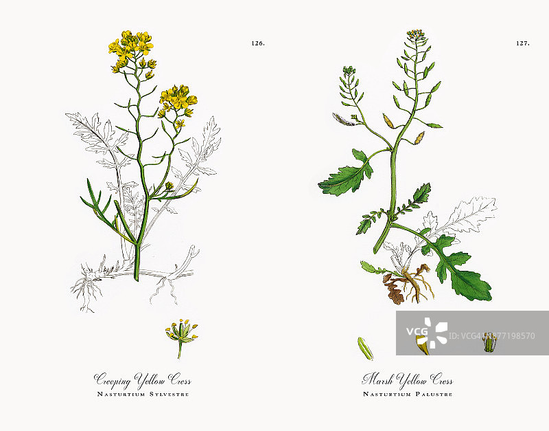 匍匐黄芥，旱金莲，维多利亚植物学插图，1863年图片素材