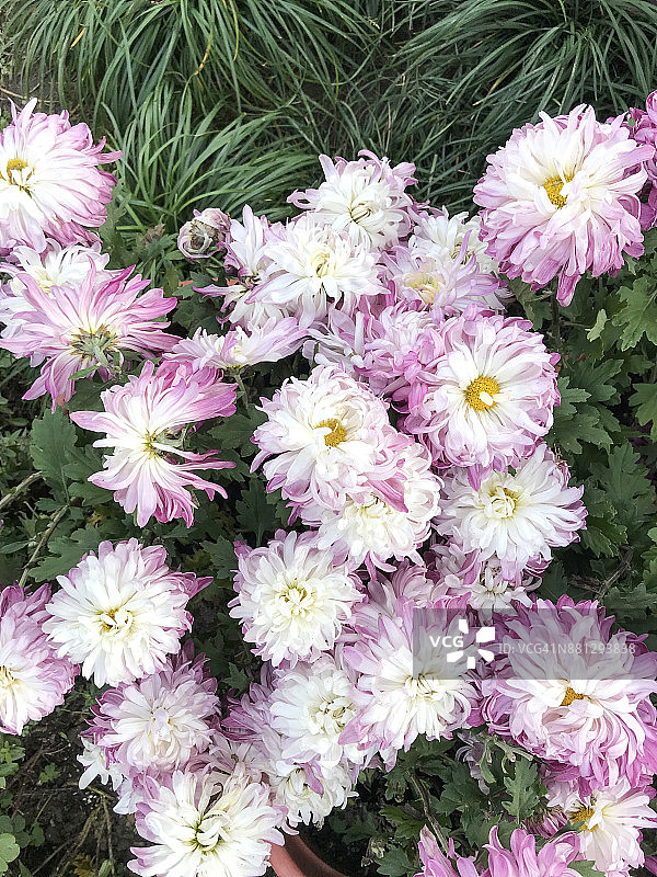 菊花在无锡锡惠公园图片素材