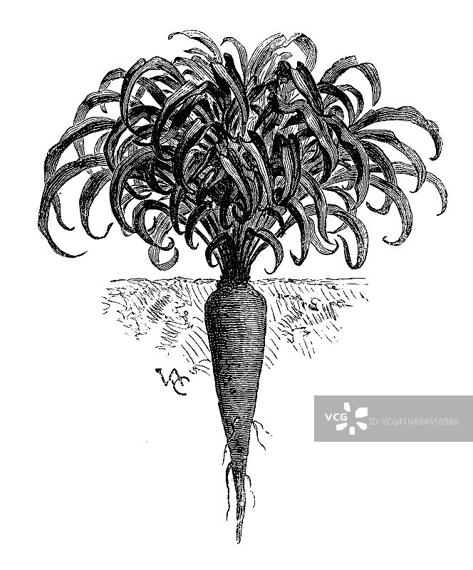 植物学、蔬菜、植物、古董雕刻插图:甜菜图片素材