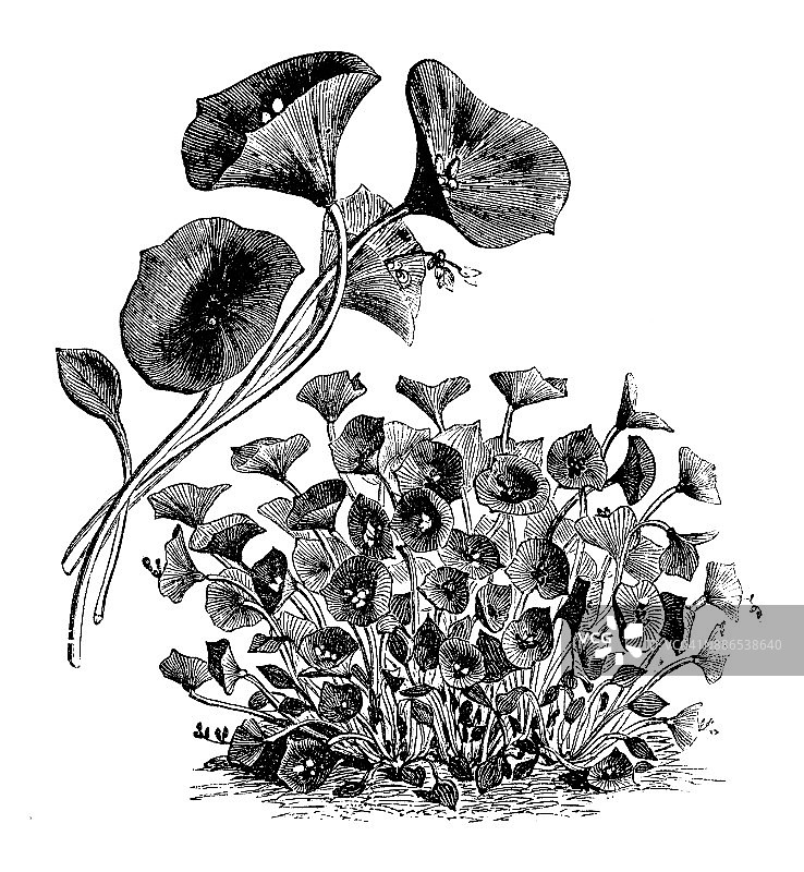 植物蔬菜植物仿古雕刻插图:透叶莴苣(印度莴苣，春天的美，冬天的马齿苋，矿工的莴苣)图片素材