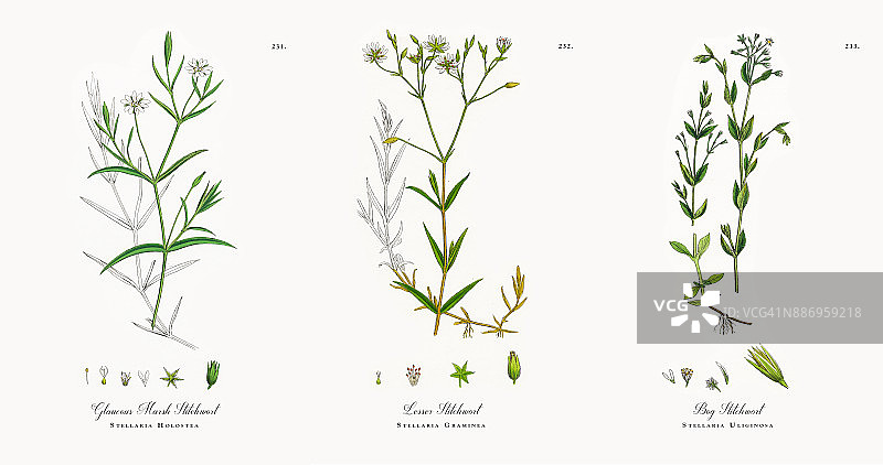 白霜沼泽针茅，Stellaria Holostea，维多利亚植物学插图，1863年图片素材