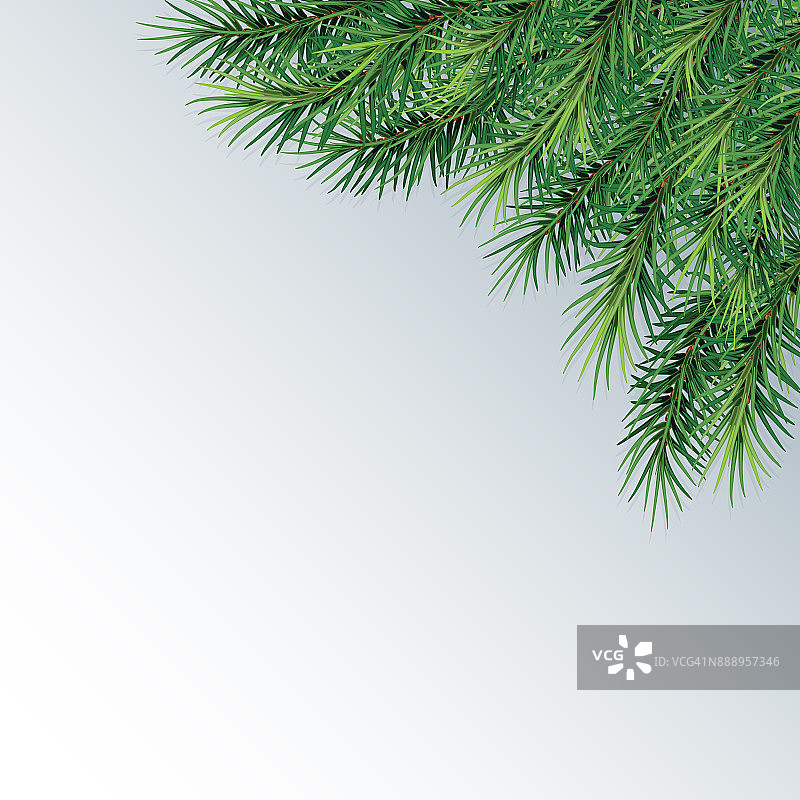 冷杉树枝-节日设计。特写镜头。孤立。圣诞节。新年。矢量插图。eps 10。图片素材