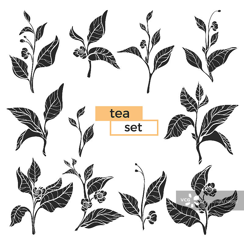 茶树的树枝。向量图片素材