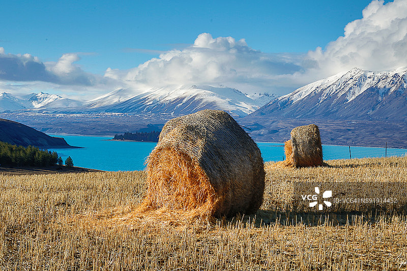 新西兰的农业和收获-带湖的干草包图片素材