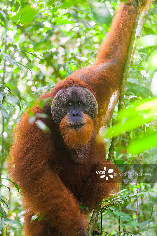 印度尼西亚苏门答腊岛武吉拉旺国家公园的野生猩猩图片素材