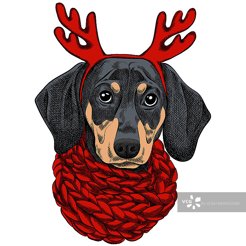 矢量插图的腊肠狗为圣诞贺卡。戴着红色针织暖围巾和犄角的腊肠犬图片素材