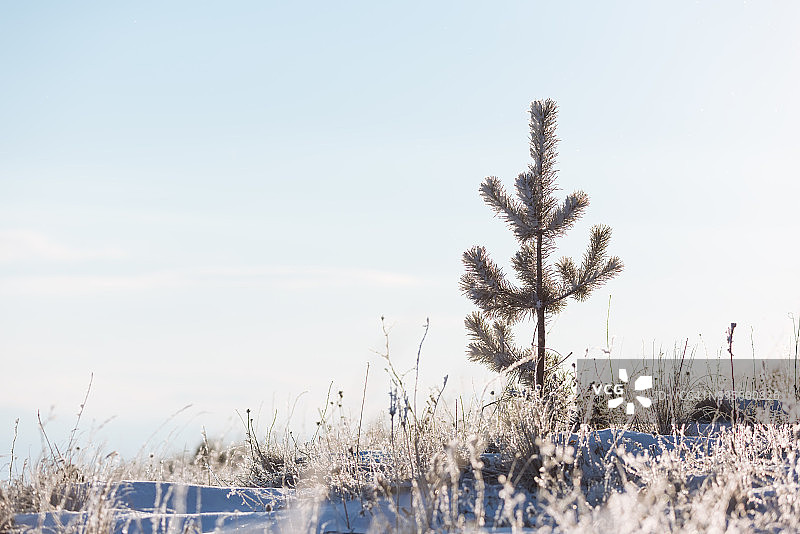 雪中的针叶树幼树图片素材