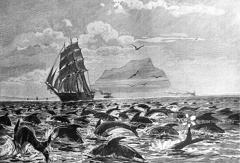 数百只海豚在海上一艘大帆船旁游泳- 1896图片素材