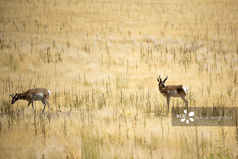 盐湖城大盐湖的羚羊。犹他州图片素材