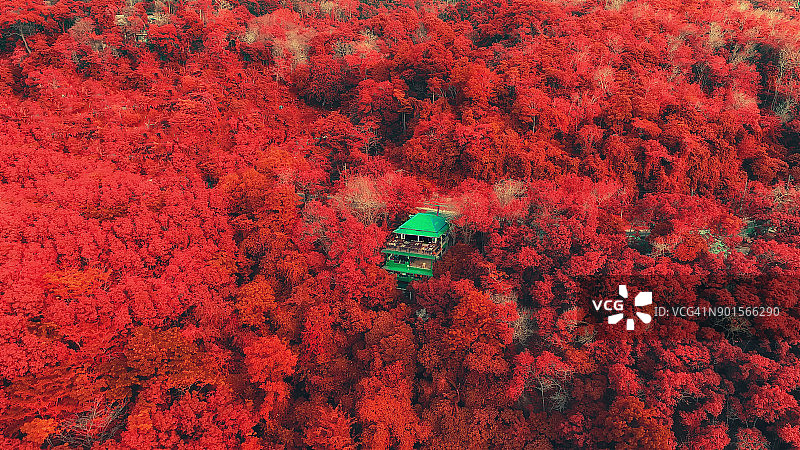 秋季顶视图与红色的树在深森林，颜色变化。图片素材