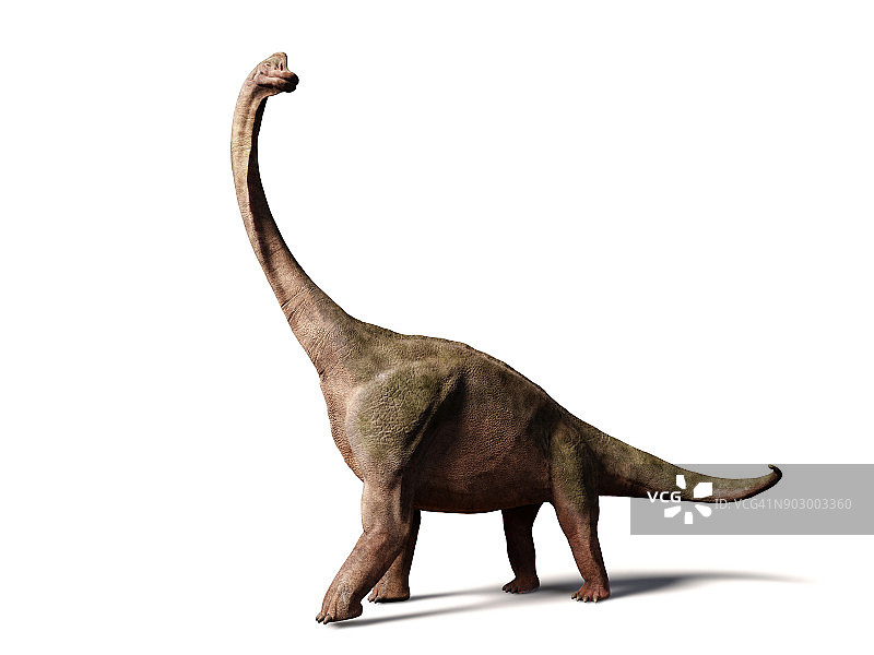 来自晚侏罗世的高胸腕龙(白色背景上的3d插图)图片素材