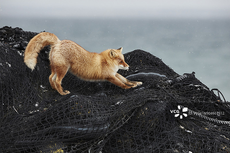 赤狐，赤狐，冬天在渔网上。图片素材
