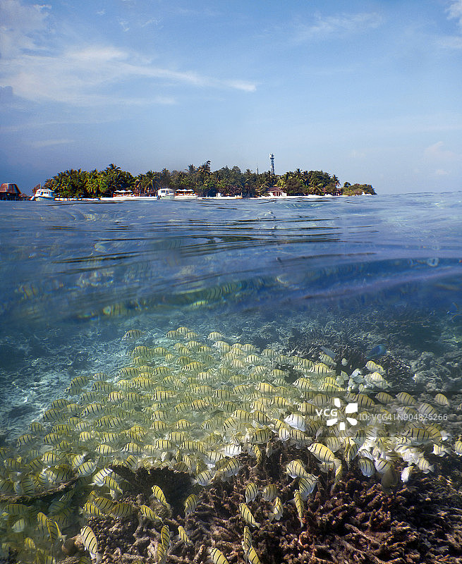 马尔代夫的Thulhagiri岛，岛上有一群囚犯鲟鱼图片素材