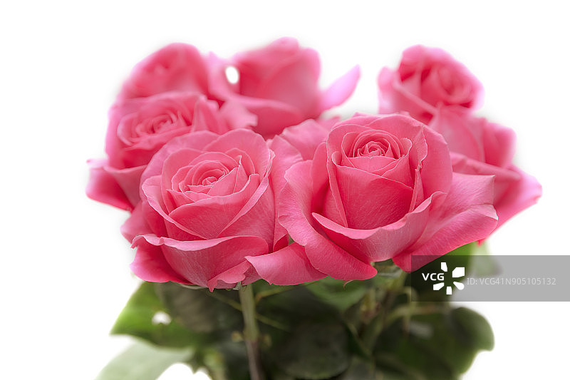 一束粉红色的玫瑰图片素材