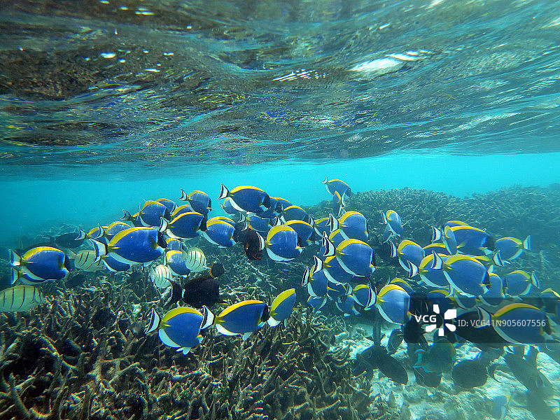 马尔代夫堡礁上的粉蓝色刺尾鱼图片素材