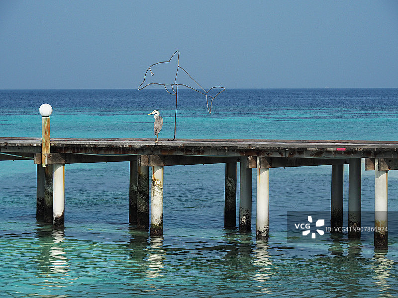 马尔代夫码头上的鹭和海豚(圣诞灯)图片素材