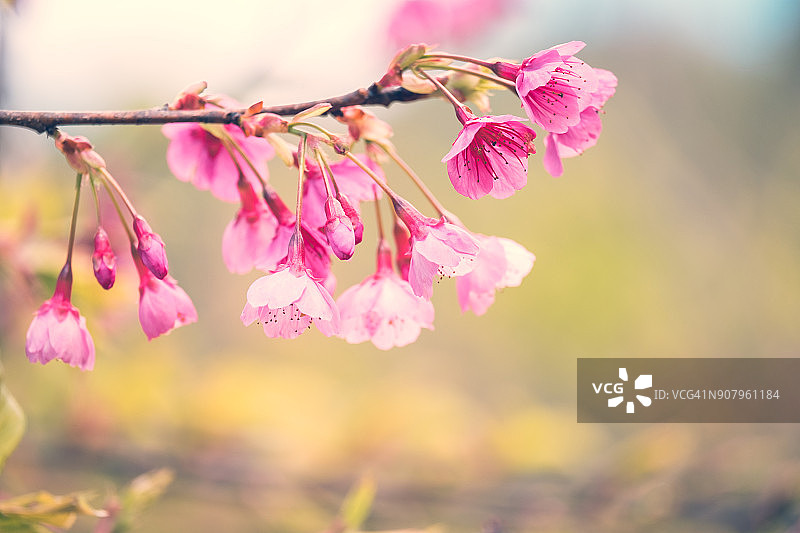 粉红色樱花盛开在春天的户外，背景是柔和的焦点图片素材