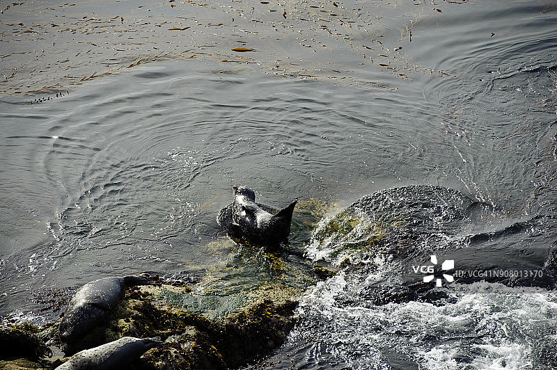 海豹在Point Lobos，加利福尼亚州，美国图片素材