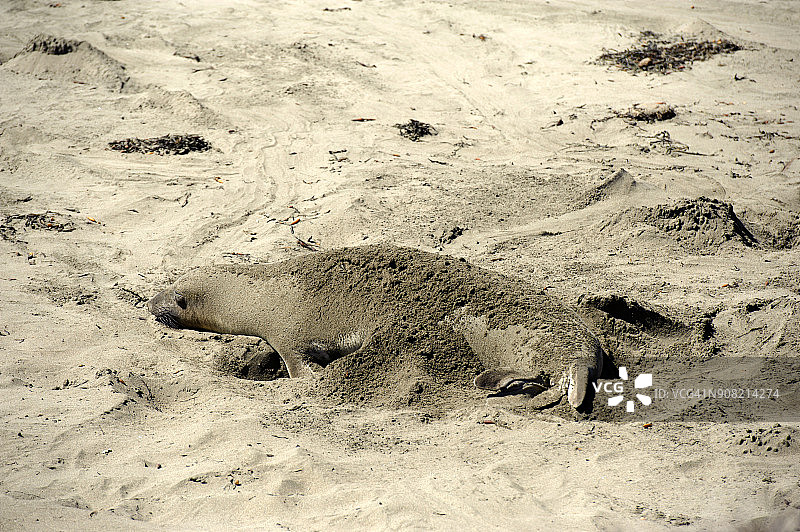 美国加州圣西蒙的一只海豹图片素材