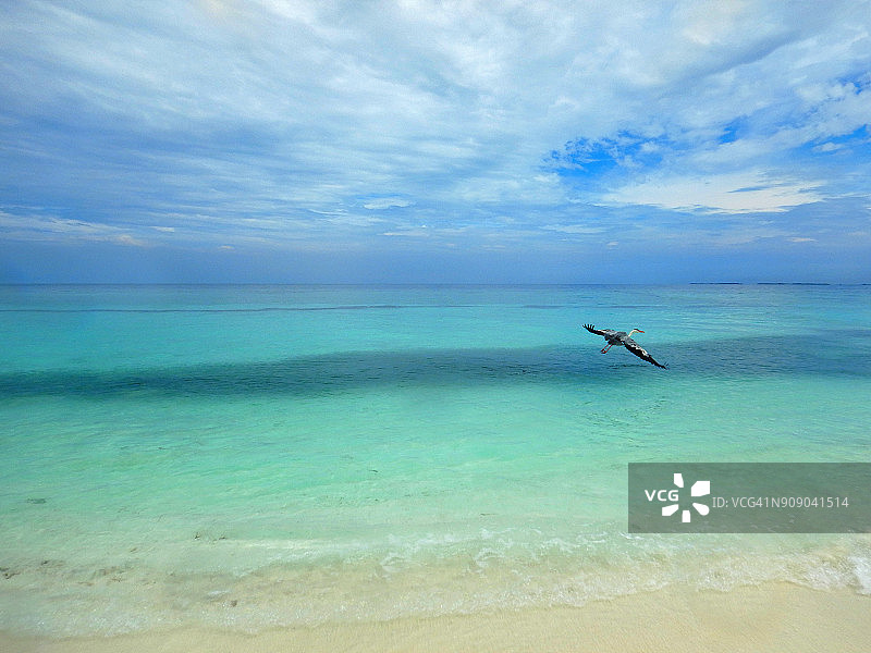 鹭(Ardea cinerea)飞越马尔代夫海滩图片素材