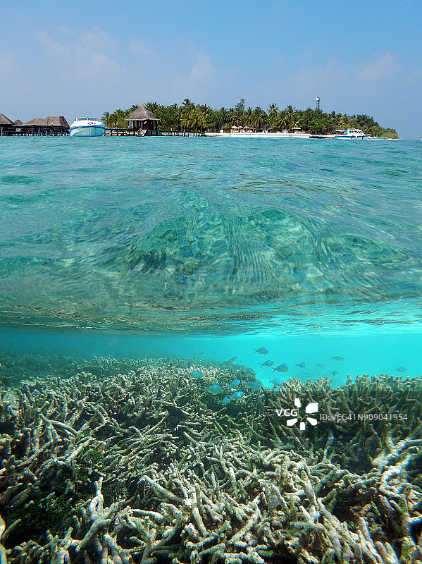 绿色的Chromis游泳在Acropora和白色的沙滩图片素材