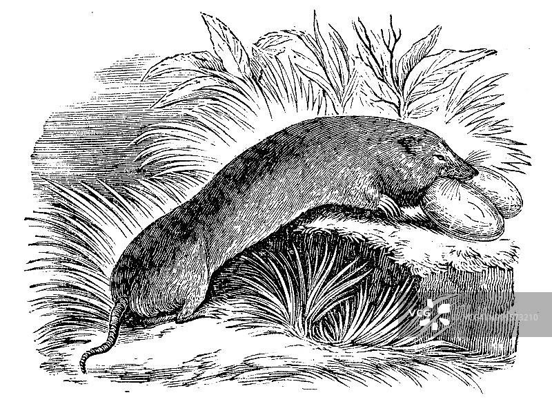 古代动物插图:平原口袋地鼠(土囊)图片素材