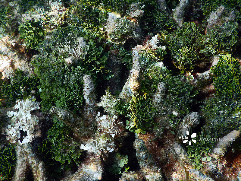 在漂白的珊瑚礁上生长的绿藻图片素材
