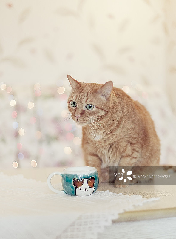 好奇的姜猫坐在白色的桌子上喝着茶图片素材