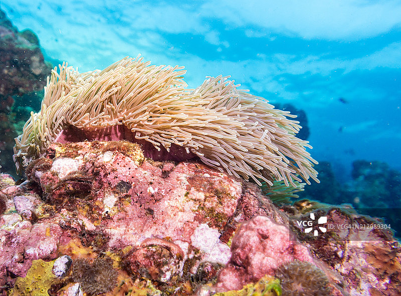 水下图像的壮丽海葵(异质海葵)又名Ritteri海葵在珊瑚礁上图片素材