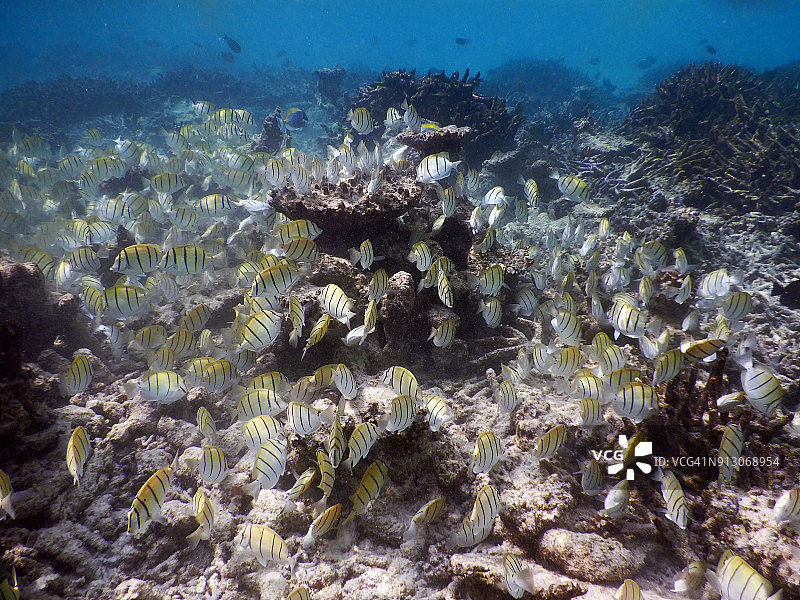 以珊瑚地层为食的刺尾鱼图片素材