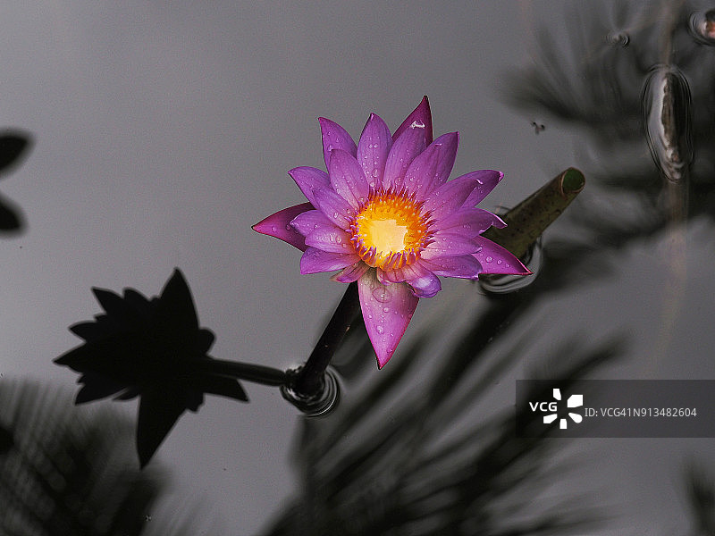 紫色睡莲在马尔代夫Thulhagiri岛开花图片素材
