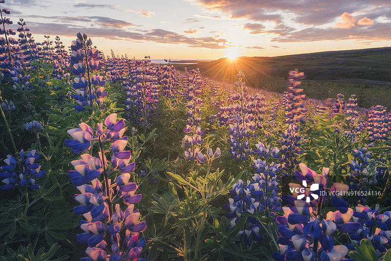 盛开的羽扇花和午夜的阳光，冰岛图片素材