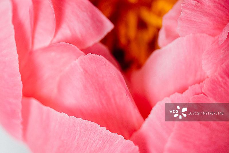 白色背景上的粉红色牡丹花瓣微距特写图片素材