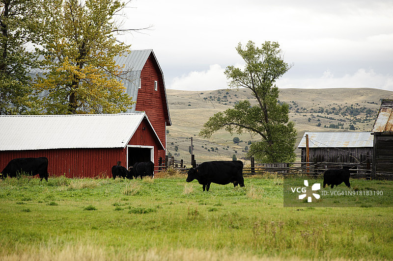 一群奶牛在美国蒙大拿州加里森的一个农场里吃草图片素材