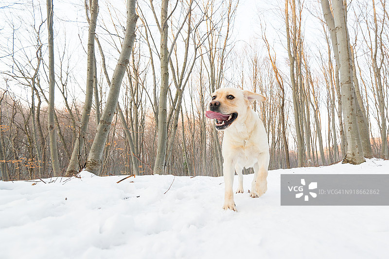 冬季的拉布拉多寻回犬图片素材