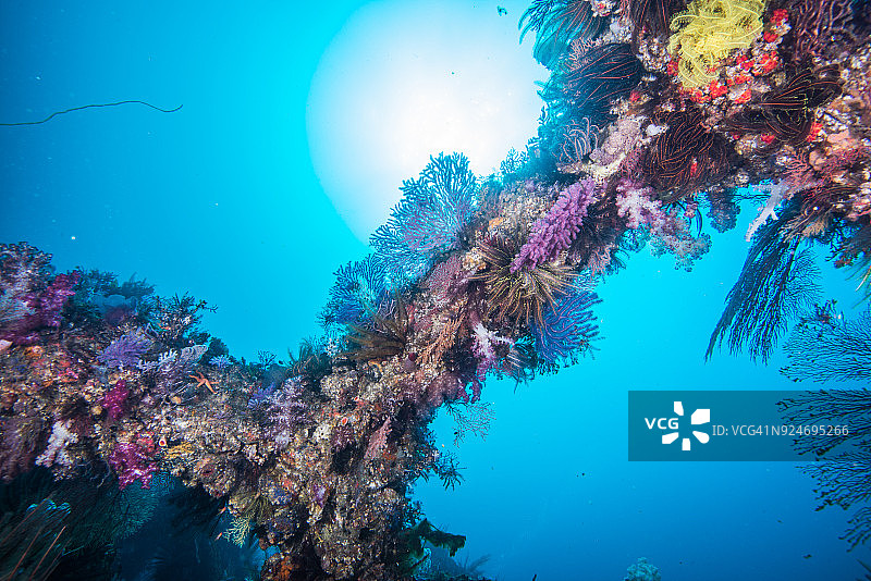 人工鱼礁上的彩色软珊瑚图片素材