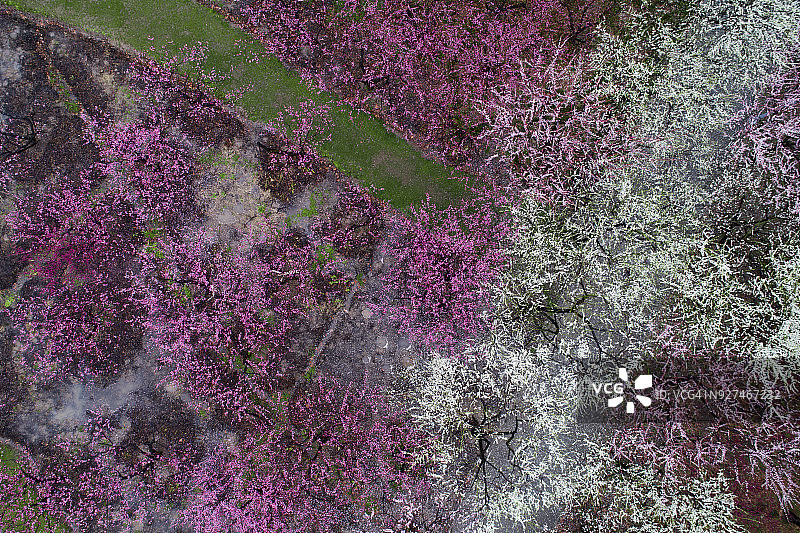 鸟瞰图梅花公园在春天图片素材