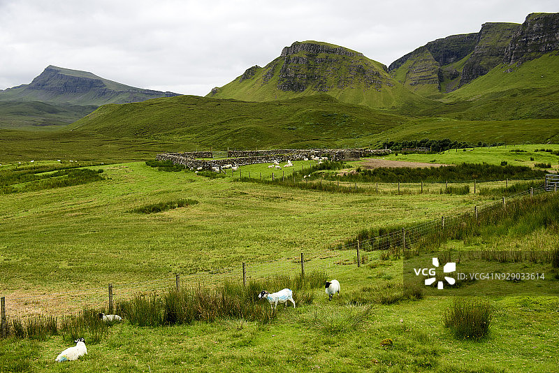 绵羊在田野里吃草，斯凯岛，苏格兰图片素材