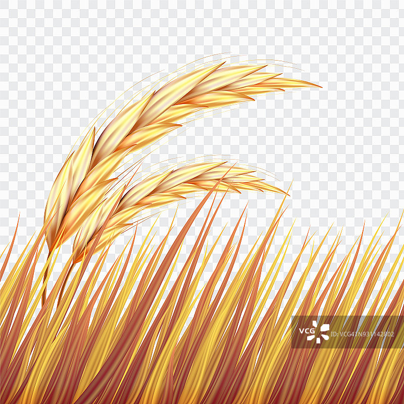 现代现实麦田或水稻孤立的背景，矢量插图。图片素材