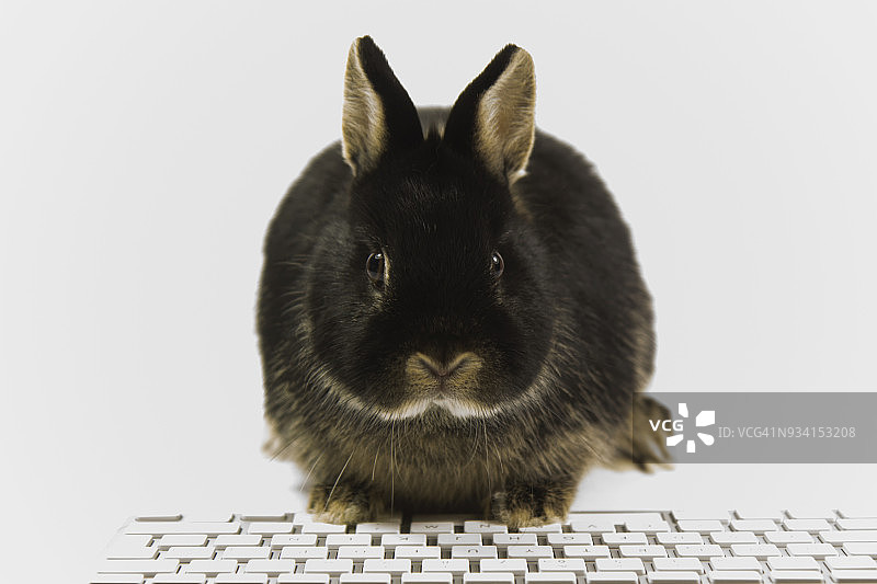 我的兔子在电脑上图片素材