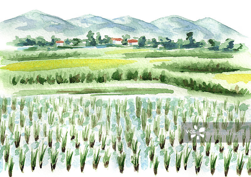 稻田背景。水彩手绘插图图片素材