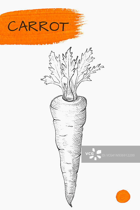 手绘胡萝卜孤立在白色图片素材